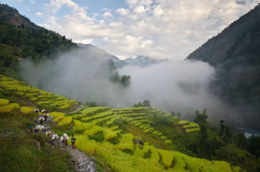 Nepal - Manaslu circuit - rice fields in lower valley